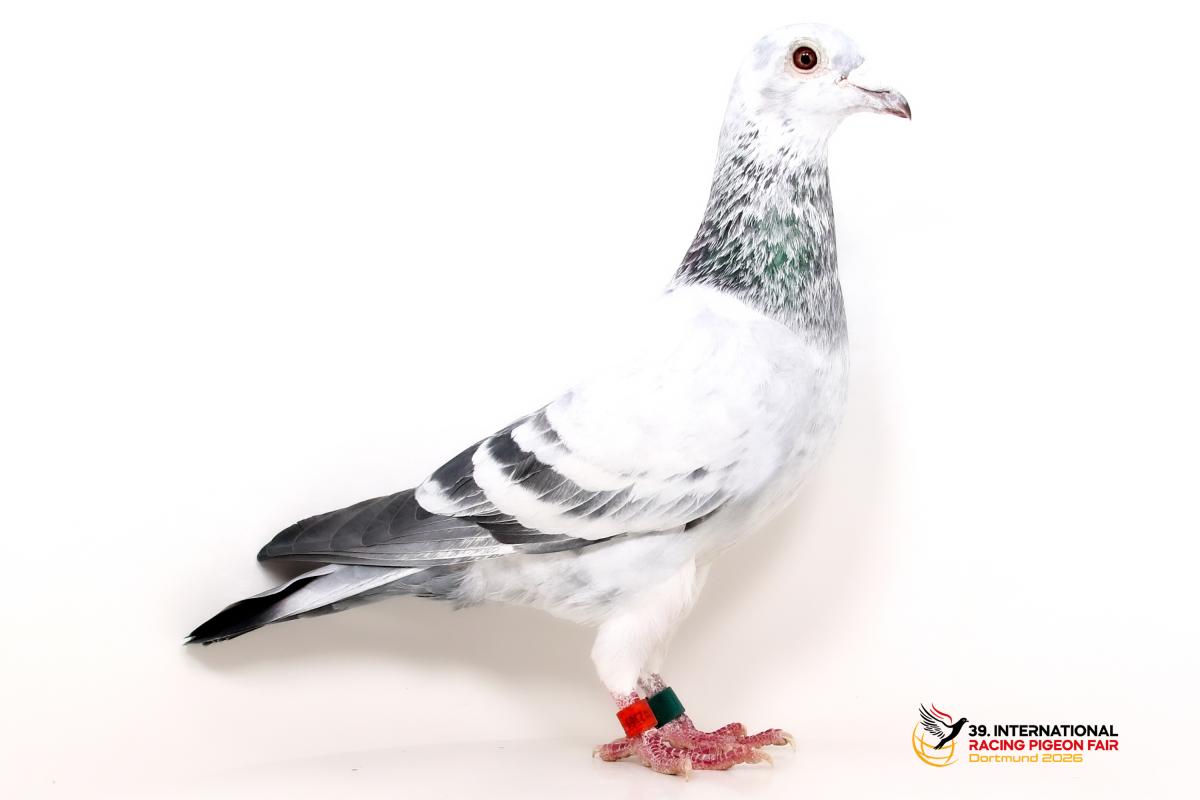 Sporttauben--A-31-DV2369