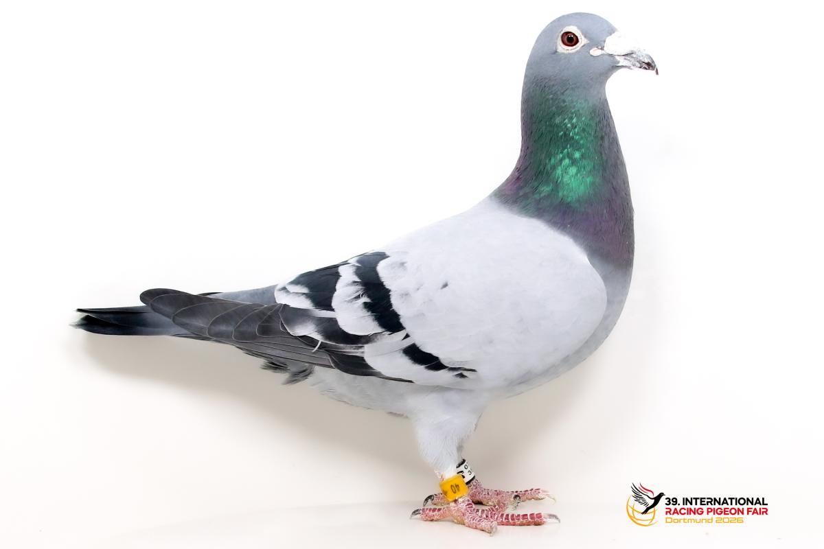 Sporttauben--C-37-DV40