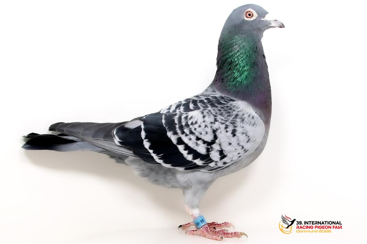 Sporttauben--C-38-DV94
