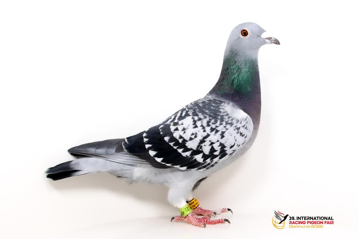 Sporttauben--C-39-DV1121