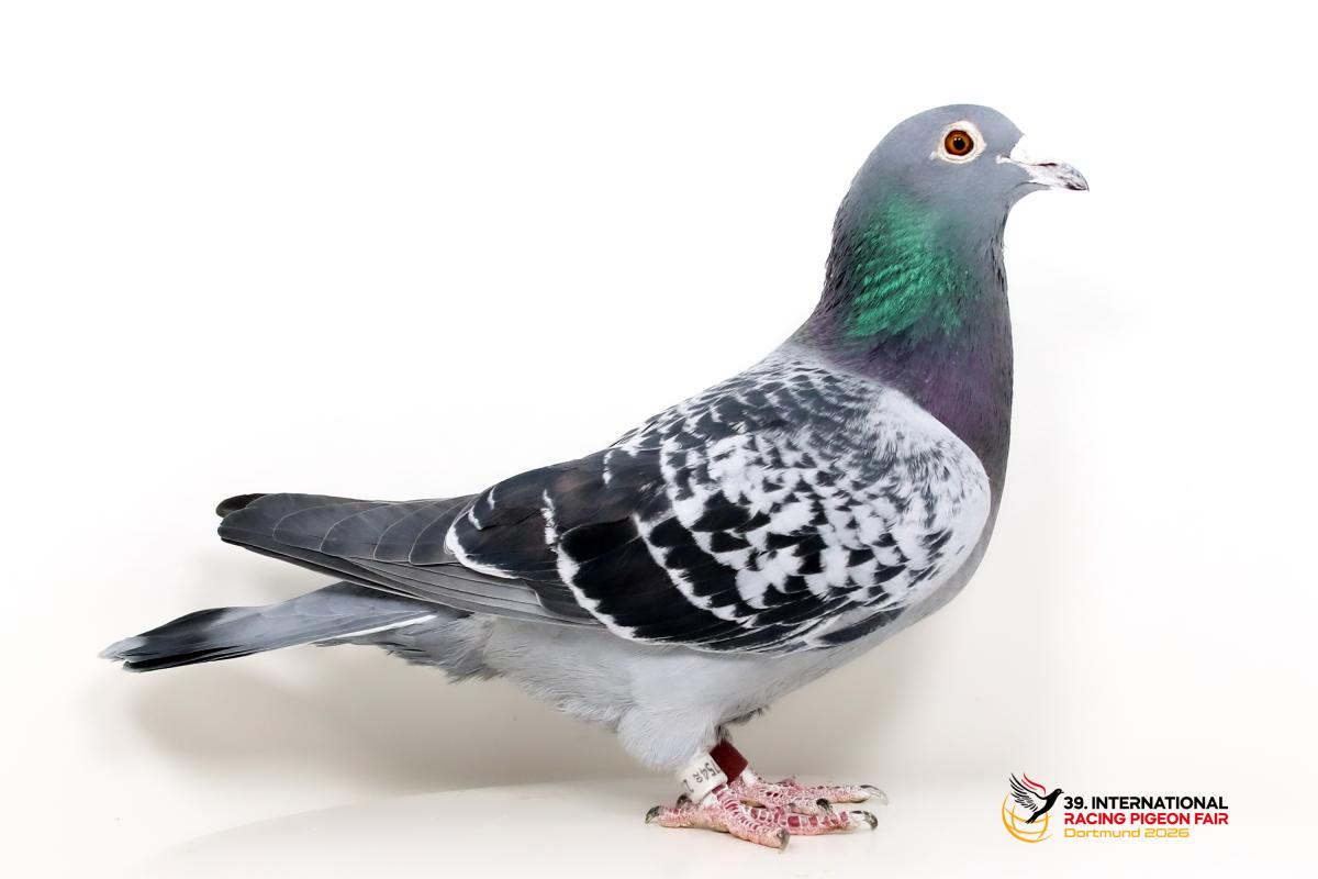 Sporttauben--E-45-DV233