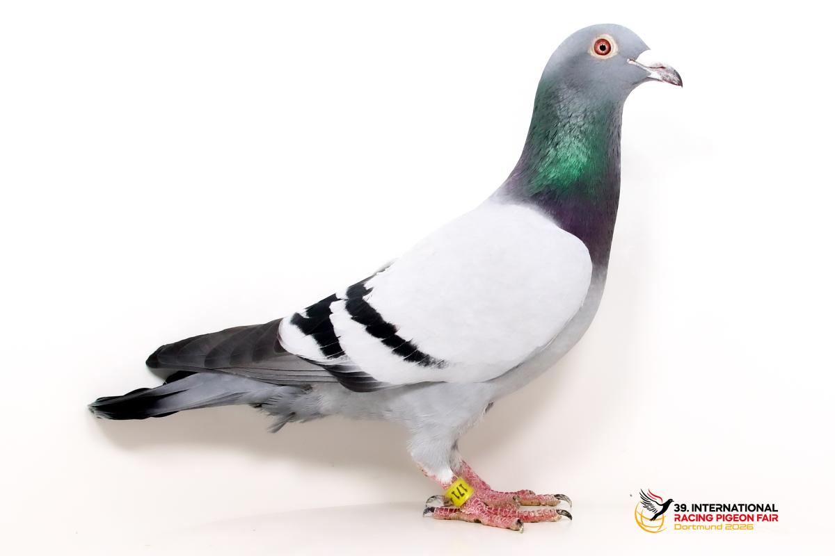 Sporttauben--G-51-DV171