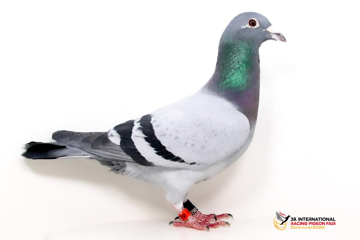 Sporttauben--H-55-DV203